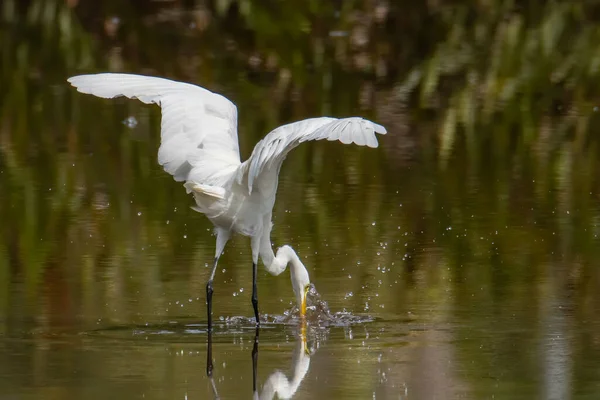 Egret Uccello Alla Ricerca Pesce Sul Centro Delle Zone Umide — Foto Stock