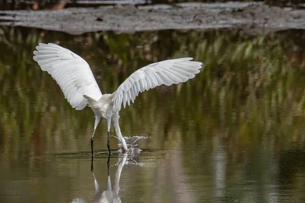 Pássaro Egret Procurando Peixe Centro Zonas Húmidas Kota Kinabalu Sabah — Fotografia de Stock