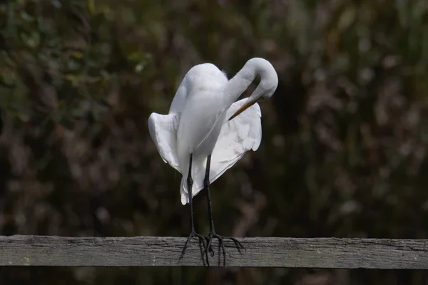 Egret Bird Wetland Center Kota Kinabalu Sabah Malaysia Птахи Чаплі — стокове фото