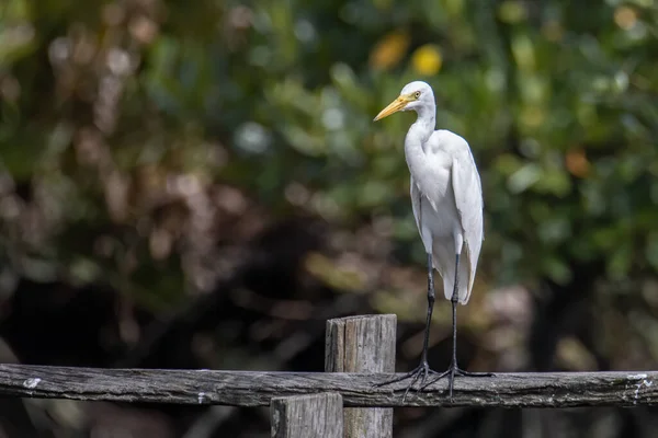 Egret Bird Wetland Center Kota Kinabalu Sabah Malásia Gado Egret — Fotografia de Stock