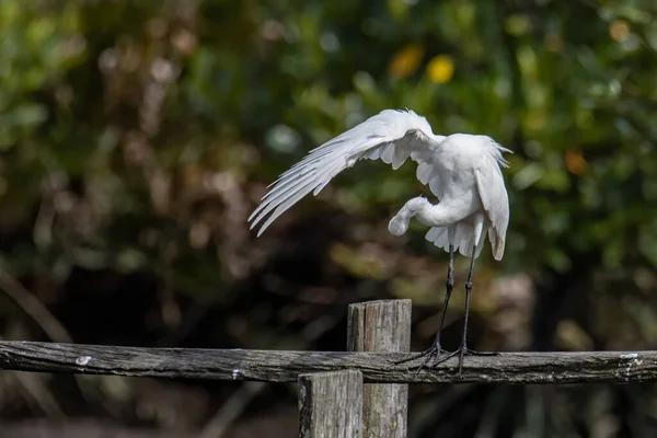 Egret Bird Wetland Center Kota Kinabalu Sabah Malásia Gado Egret — Fotografia de Stock