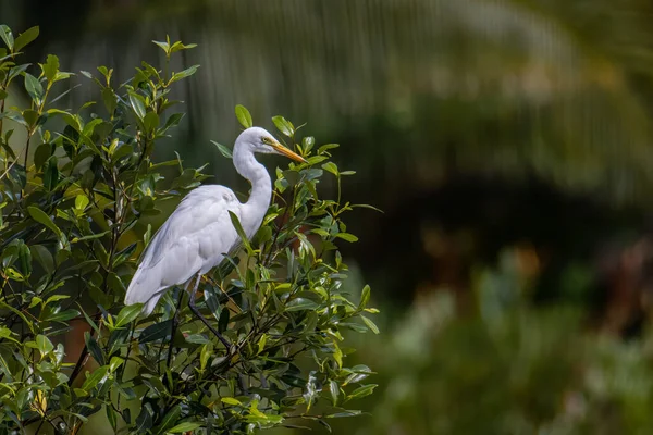 马来西亚沙巴Kota Kinabalu湿地中心的贪婪鸟 — 图库照片