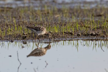 Şirin su kuşu Wood Sandpiper 'ın doğa görüntüsü.