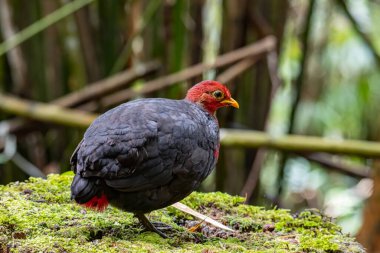 Kızıl başlı kekliğin doğa görüntüsü Borneo adasına özgüdür.