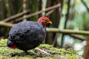 Kızıl başlı kekliğin doğa görüntüsü Borneo adasına özgüdür.