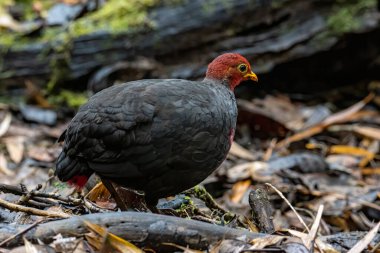 Kızıl başlı kekliğin doğa görüntüsü Borneo adasına özgüdür.