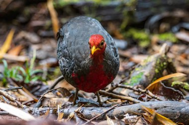 Kızıl başlı kekliğin doğa görüntüsü Borneo adasına özgüdür.