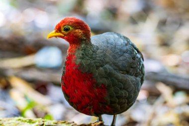 Kızıl başlı kekliğin doğa görüntüsü Borneo adasına özgüdür.