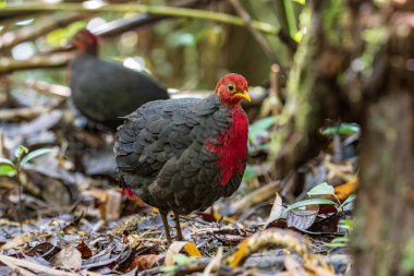Kızıl başlı kekliğin doğa görüntüsü Borneo adasına özgüdür.