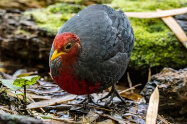 Kızıl başlı kekliğin doğa görüntüsü Borneo adasına özgüdür.