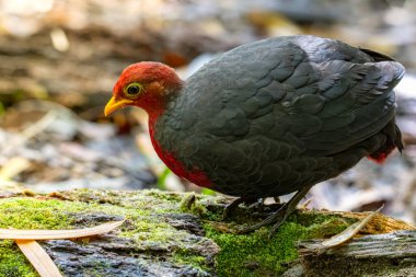 Kızıl başlı kekliğin doğa görüntüsü Borneo adasına özgüdür.