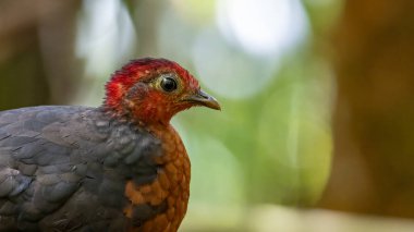 Kızıl başlı kekliğin doğa görüntüsü Borneo adasına özgüdür.