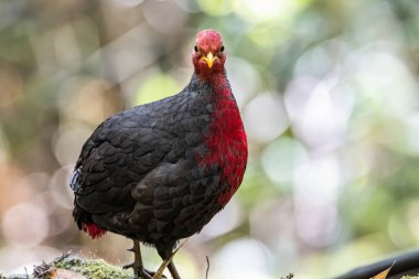 Kızıl başlı kekliğin doğa görüntüsü Borneo adasına özgüdür.