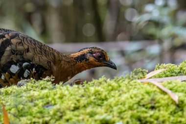 Bornean dağ kekliği olarak da bilinen kırmızı göğüslü kekliğin doğa görüntüsü Borneo 'daki tepe ve Montan ormanlarına özgü.