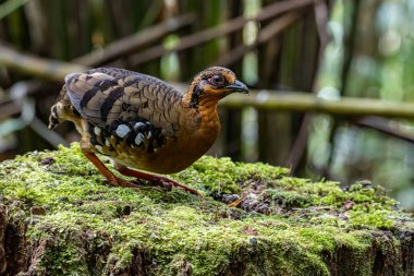 Bornean dağ kekliği olarak da bilinen kırmızı göğüslü kekliğin doğa görüntüsü Borneo 'daki tepe ve Montan ormanlarına özgü.