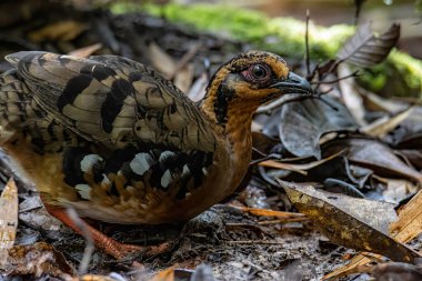 Bornean dağ kekliği olarak da bilinen kırmızı göğüslü kekliğin doğa görüntüsü Borneo 'daki tepe ve Montan ormanlarına özgü.