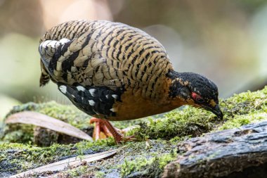 Bornean dağ kekliği olarak da bilinen kırmızı göğüslü kekliğin doğa görüntüsü Borneo 'daki tepe ve Montan ormanlarına özgü.