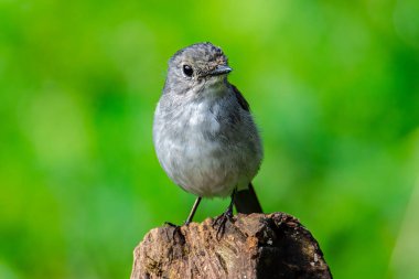 Little Pied Flycatcher 'ın doğa kuş türleri Borneo, Sabah, Malezya' da vahşi yaşam geçmişine sahip bir ağaç dalına tünemişler.