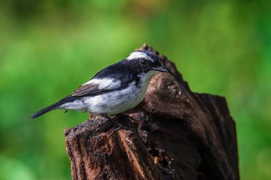 Little Pied Flycatcher 'ın doğa kuş türleri Borneo, Sabah, Malezya' da vahşi yaşam geçmişine sahip bir ağaç dalına tünemişler.