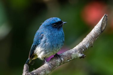 Rufous Havalandırma Kapanı olarak bilinen güzel mavi kuş Sabah, Borneo 'da bir ağaç dalına tünemiş.