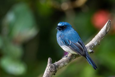 Rufous Havalandırma Kapanı olarak bilinen güzel mavi kuş Sabah, Borneo 'da bir ağaç dalına tünemiş.