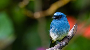 Rufous Havalandırma Kapanı olarak bilinen güzel mavi kuş Sabah, Borneo 'da bir ağaç dalına tünemiş.