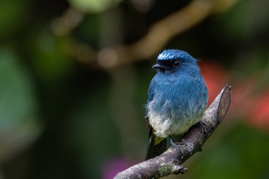 Rufous Havalandırma Kapanı olarak bilinen güzel mavi kuş Sabah, Borneo 'da bir ağaç dalına tünemiş.