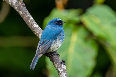 Rufous Havalandırma Kapanı olarak bilinen güzel mavi kuş Sabah, Borneo 'da bir ağaç dalına tünemiş.