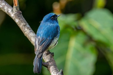 Rufous Havalandırma Kapanı olarak bilinen güzel mavi kuş Sabah, Borneo 'da bir ağaç dalına tünemiş.