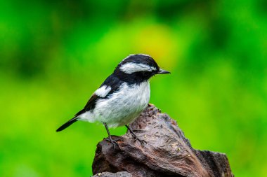 Little Pied Flycatcher 'ın doğa kuş türleri Borneo, Sabah, Malezya' da vahşi yaşam geçmişine sahip bir ağaç dalına tünemişler.