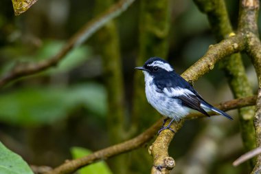 Little Pied Flycatcher 'ın doğa kuş türleri Borneo, Sabah, Malezya' da vahşi yaşam geçmişine sahip bir ağaç dalına tünemişler.