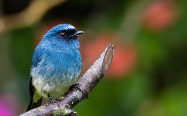Rufous Havalandırma Kapanı olarak bilinen güzel mavi kuş Sabah, Borneo 'da bir ağaç dalına tünemiş.