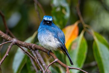 Rufous Havalandırma Kapanı olarak bilinen güzel mavi kuş Sabah, Borneo 'da bir ağaç dalına tünemiş.