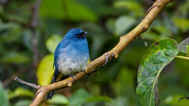 Rufous Havalandırma Kapanı olarak bilinen güzel mavi kuş Sabah, Borneo 'da bir ağaç dalına tünemiş.