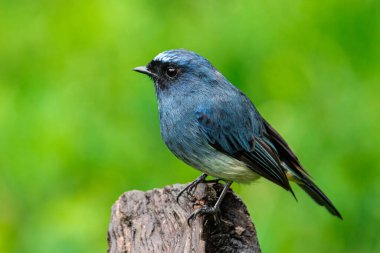 Rufous Havalandırma Kapanı olarak bilinen güzel mavi kuş Sabah, Borneo 'da bir ağaç dalına tünemiş.