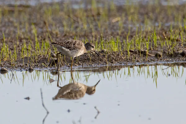 Natureza Vida Selvagem Imagem Pássaro Água Bonito Madeira Sandpiper — Fotografia de Stock