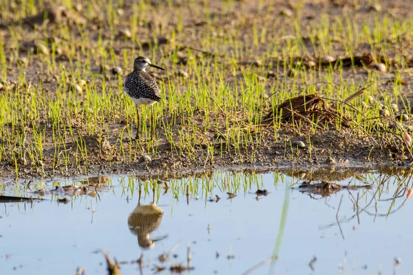 Natuur Wildlife Beeld Van Schattige Watervogel Wood Sandpiper — Stockfoto