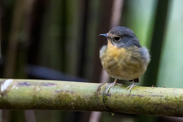 Natur Wildtiere Vogelarten Von Schneeflockenschnäpper Barsch Auf Zweig Der Borneo — Stockfoto