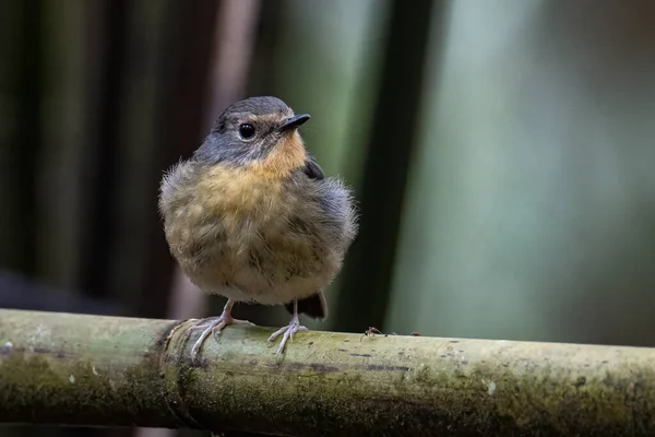 Natur Wildtiere Vogelarten Von Schneeflockenschnäpper Barsch Auf Zweig Der Borneo — Stockfoto