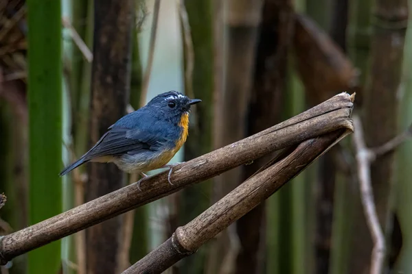 Naturaleza Vida Silvestre Aves Especies Cejas Nevadas Flycatcher Percha Rama —  Fotos de Stock