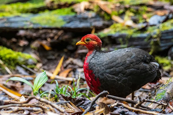 Természet Vadon Élő Madár Bíborfejű Fogoly Endemikus Sziget Borneo — Stock Fotó