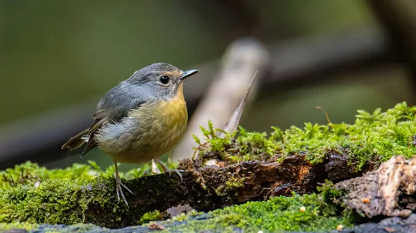 Naturen Vilda Fågelarter Snöiga Brynt Flugfångare Abborre Gren Som Finns — Stockfoto