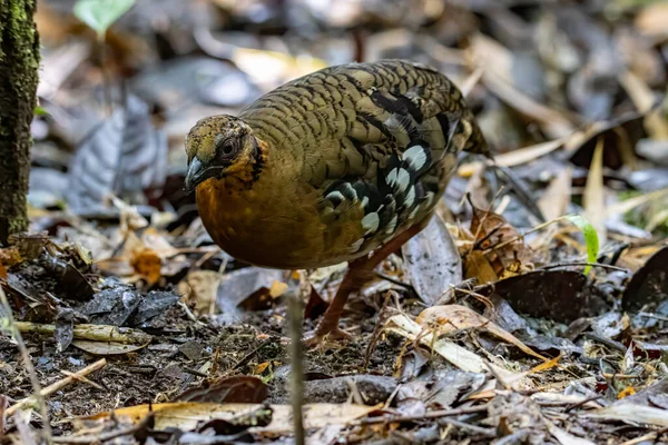 ボルネアンヒルパートリッジとしても知られている鳥の赤息のパートリッジの自然野生生物画像ボルネオ島の丘やモンタネの森に固有です — ストック写真