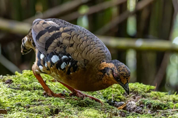 Nature wildlife image of bird red-breasted partridge also known as the Bornean hill-partridge It is endemic to hill and montane forest in Borneo