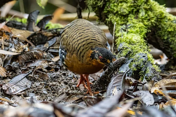 ボルネアンヒルパートリッジとしても知られている鳥の赤息のパートリッジの自然野生生物画像ボルネオ島の丘やモンタネの森に固有です — ストック写真