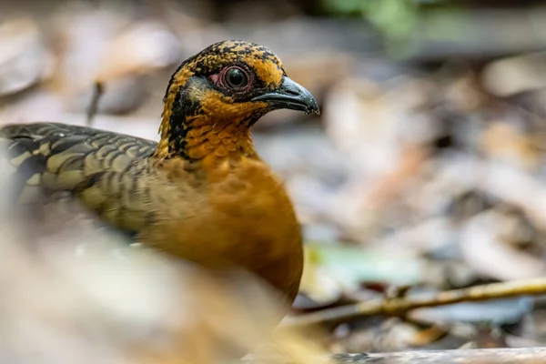 ボルネアンヒルパートリッジとしても知られている鳥の赤息のパートリッジの自然野生生物画像ボルネオ島の丘やモンタネの森に固有です — ストック写真