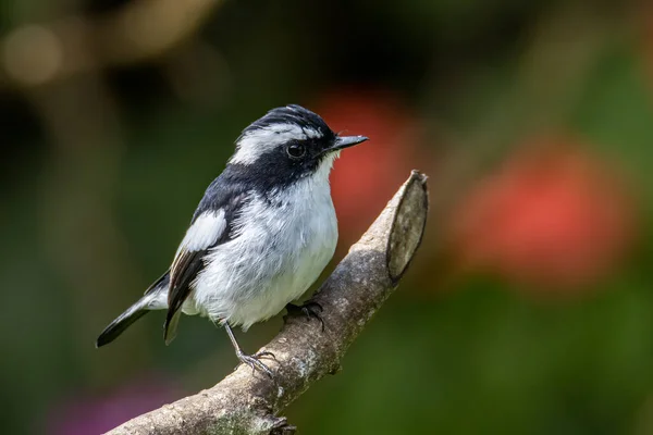 Nature Wildlife Madár Faj Little Pied Flycatcher Egy Faágon Található — Stock Fotó