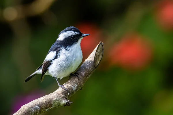 Nature Wildlife Madár Faj Little Pied Flycatcher Egy Faágon Található — Stock Fotó