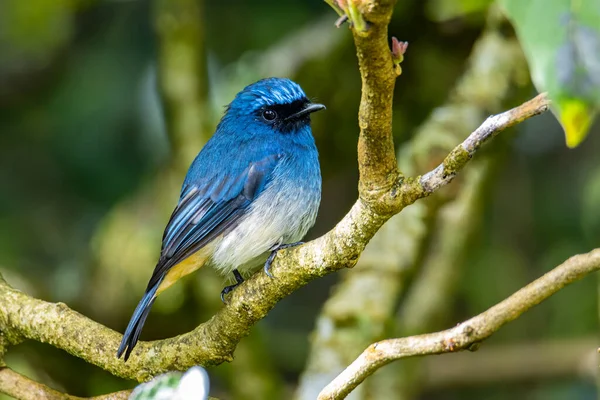 Krásný Modrý Pták Známý Jako Rufous Vented Flycatcher Sedí Větvi — Stock fotografie