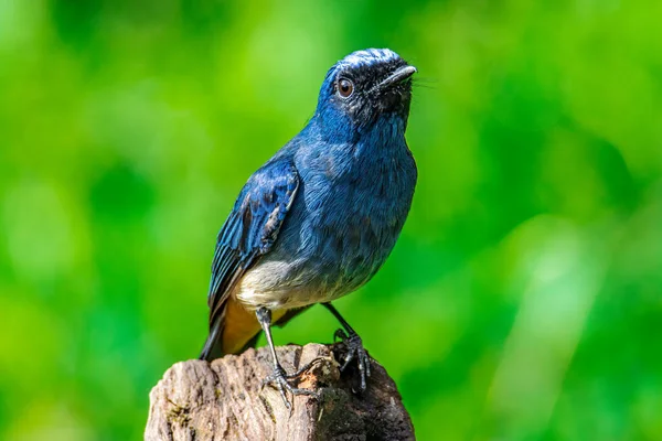 Красивая Голубая Птица Известная Rufous Vented Flycatcher Сидящая Ветке Деревьев — стоковое фото